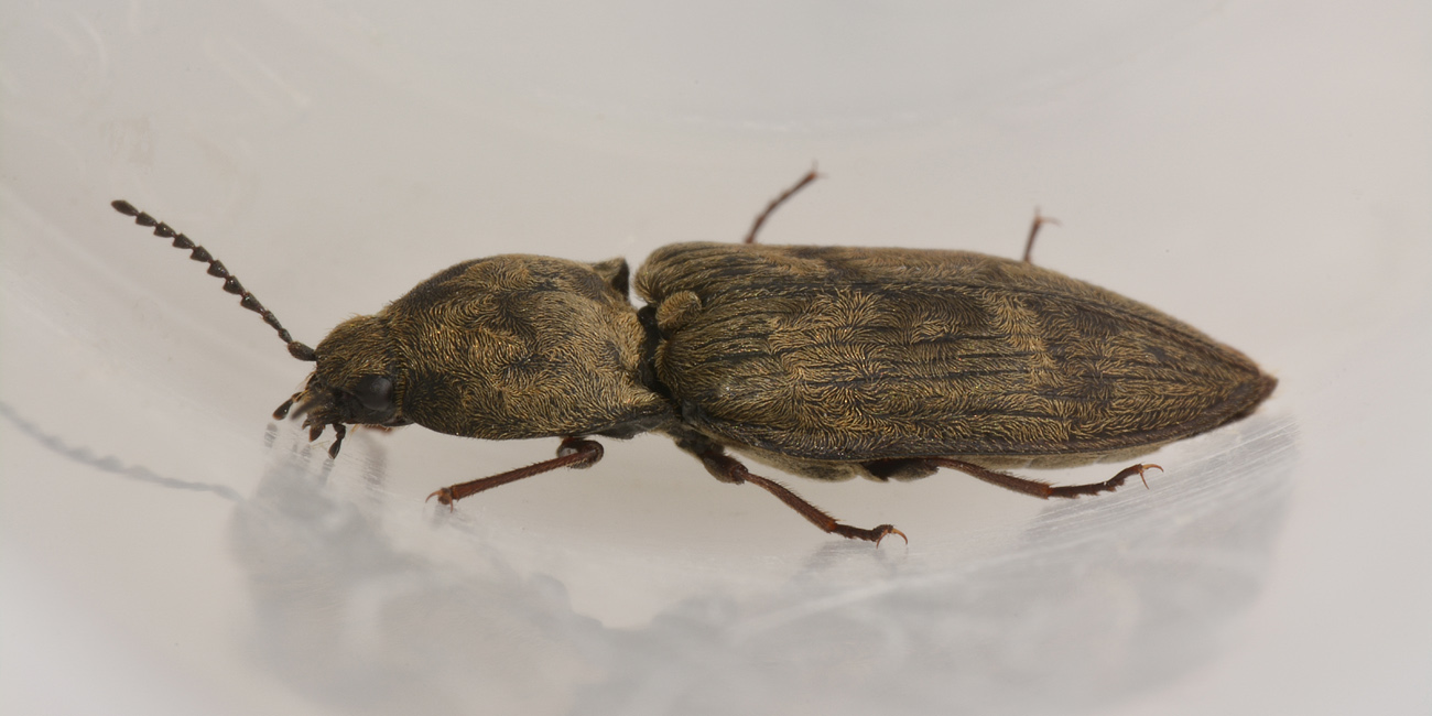 Elateridae: Prosternon tessellatum?  S !